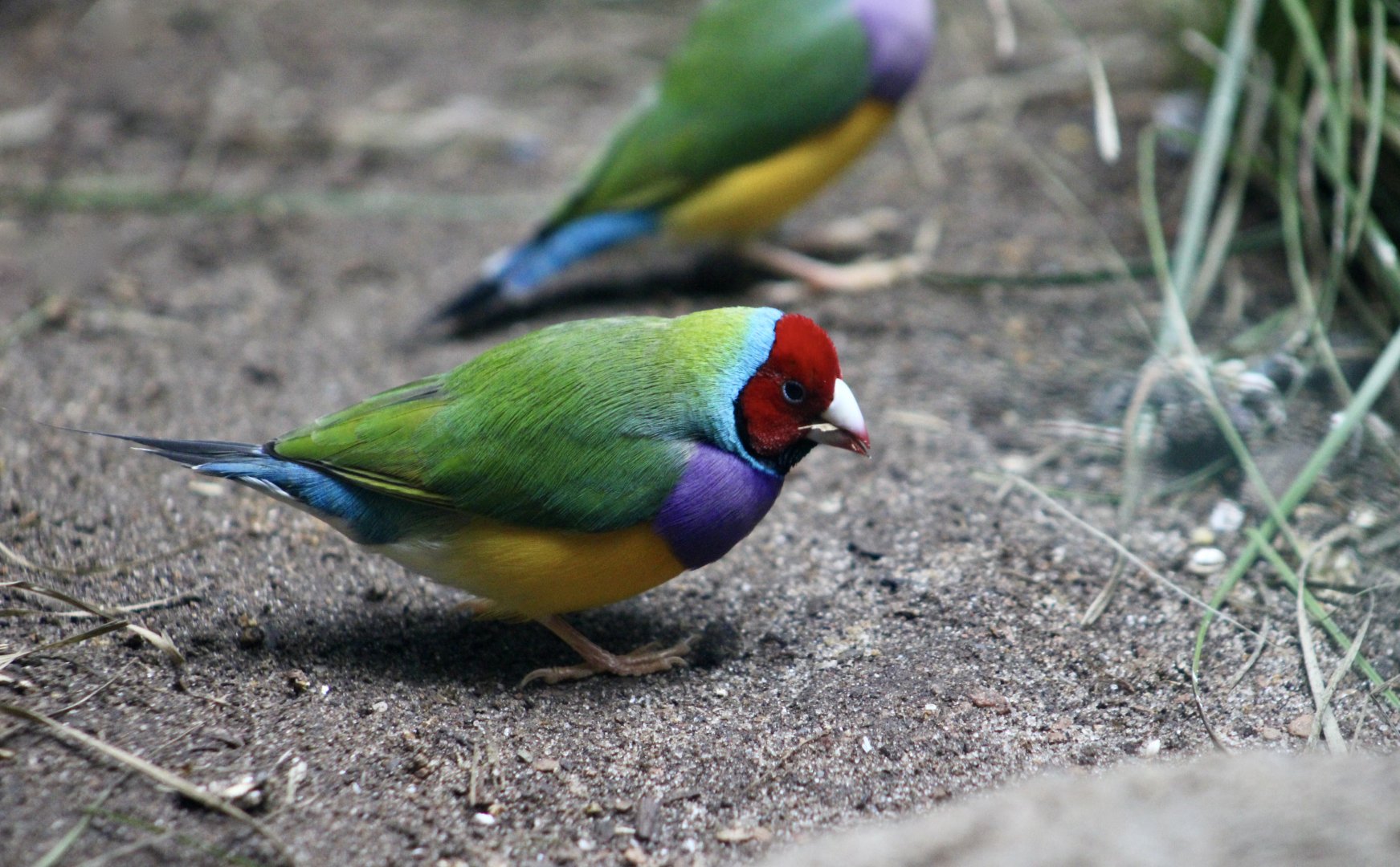 Gouldian Finch (Chloebia gouldiae)