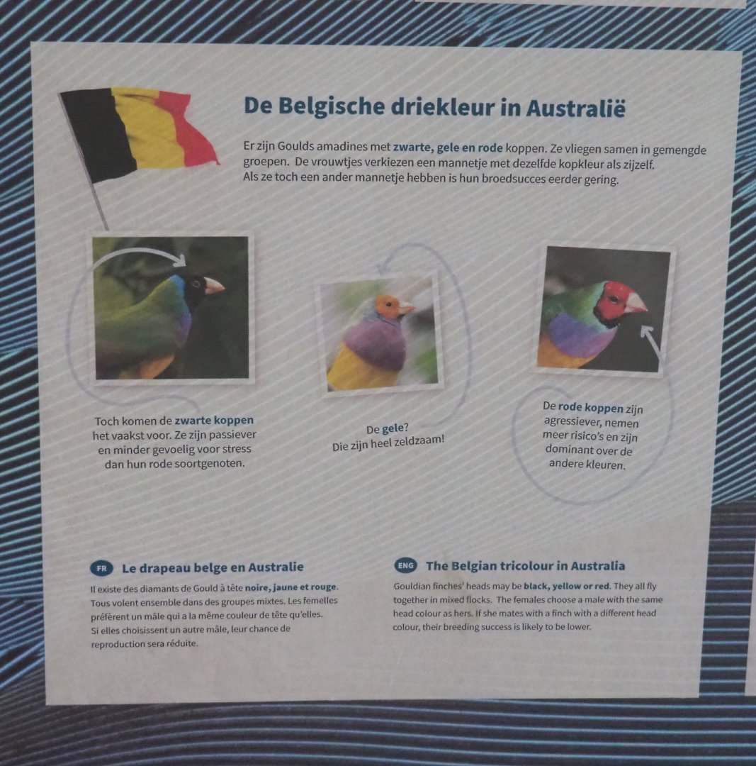 Gouldian finch colors signage, 2022-05-26