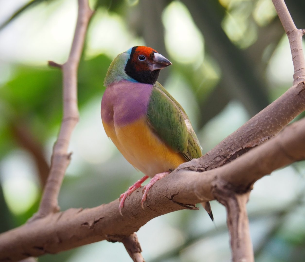 Gouldian finch (Erythrura gouldiae), Feb 27th, 2019