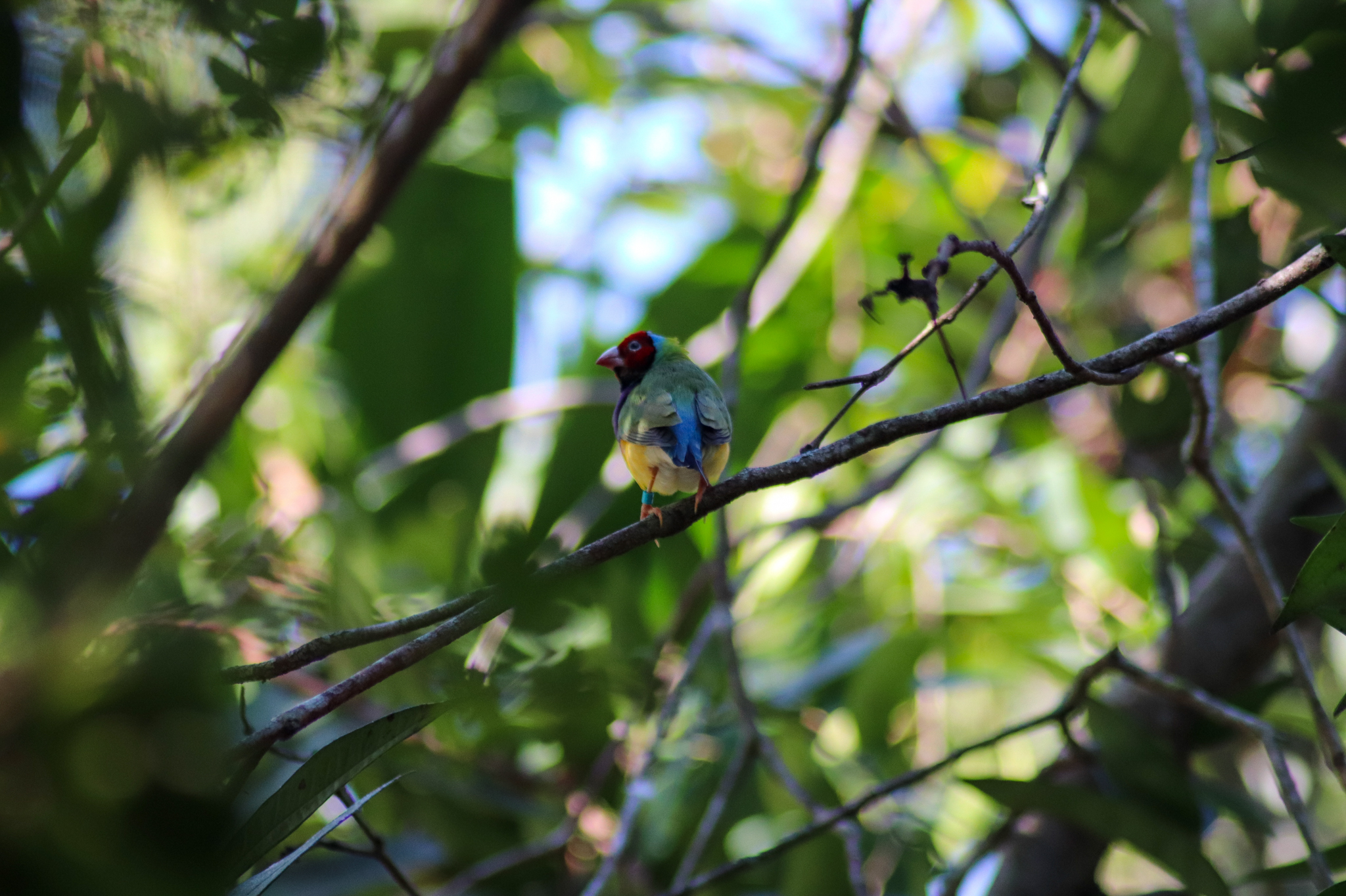 Gouldian Finch (Erythrura gouldiae) - Rainforest Aviary