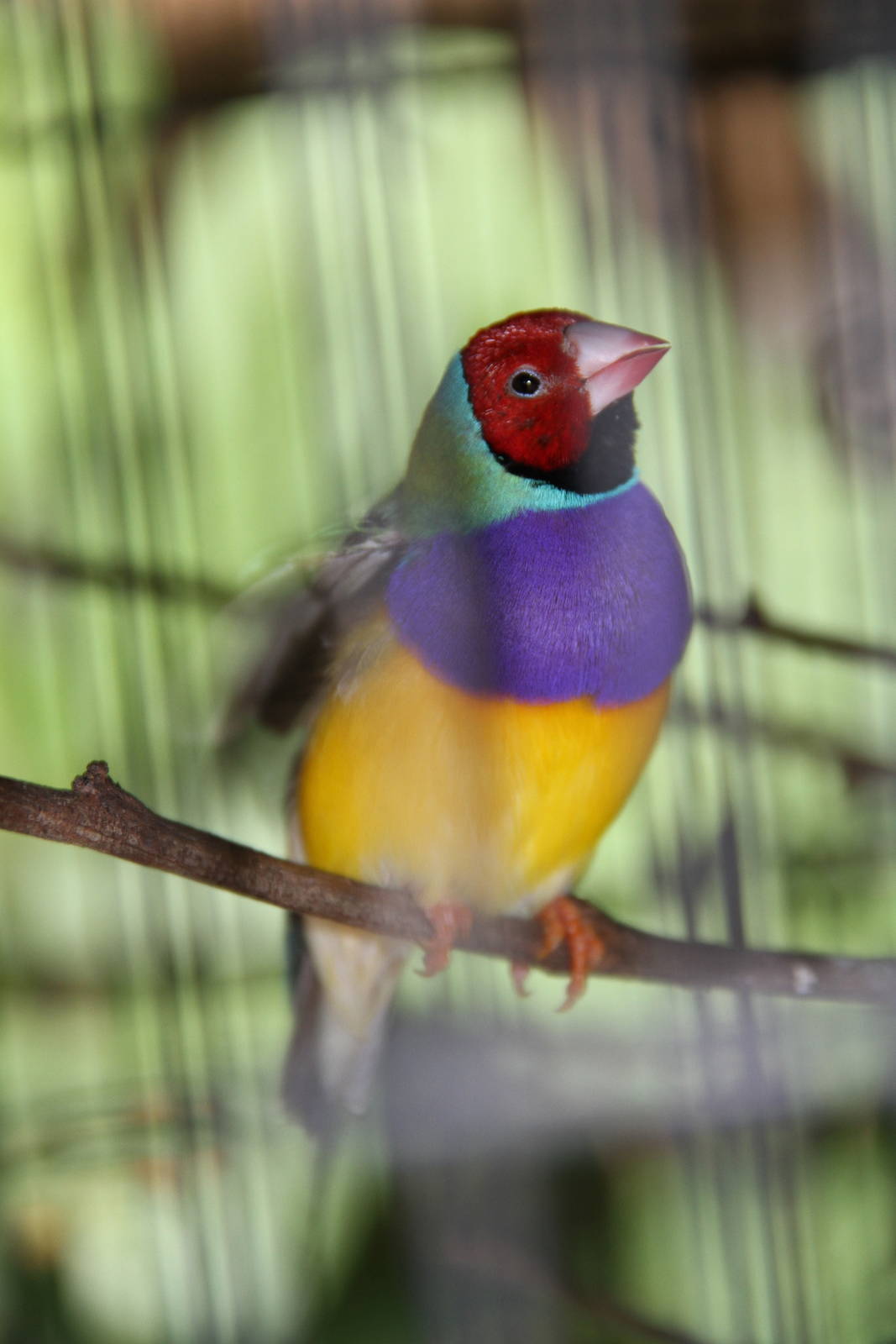 Gouldian Finch (Erythrura gouldiae)