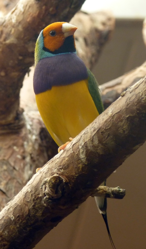 Gouldian finch (Erythrura gouldiae)