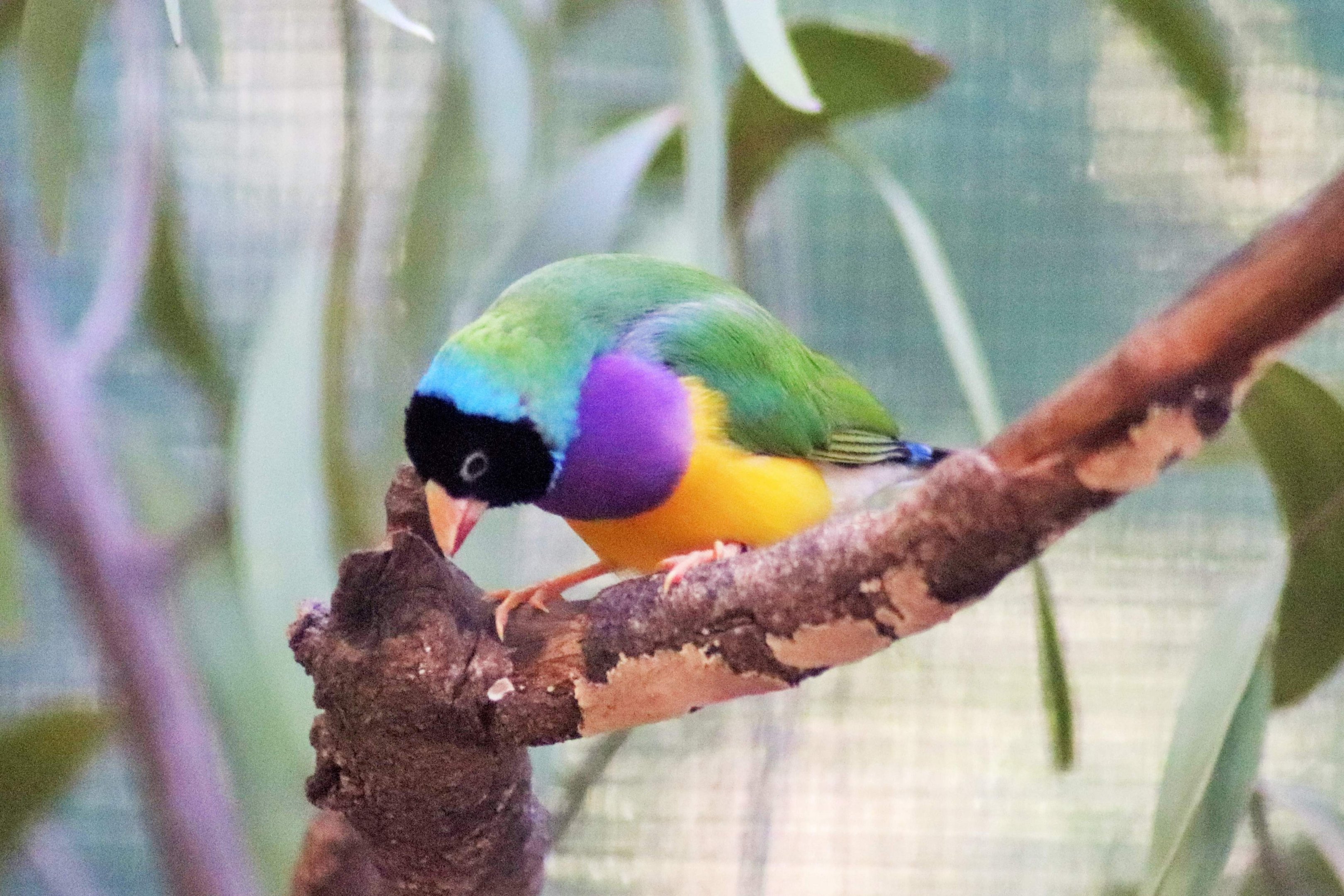 Gouldian Finch (Erythrura gouldiae)