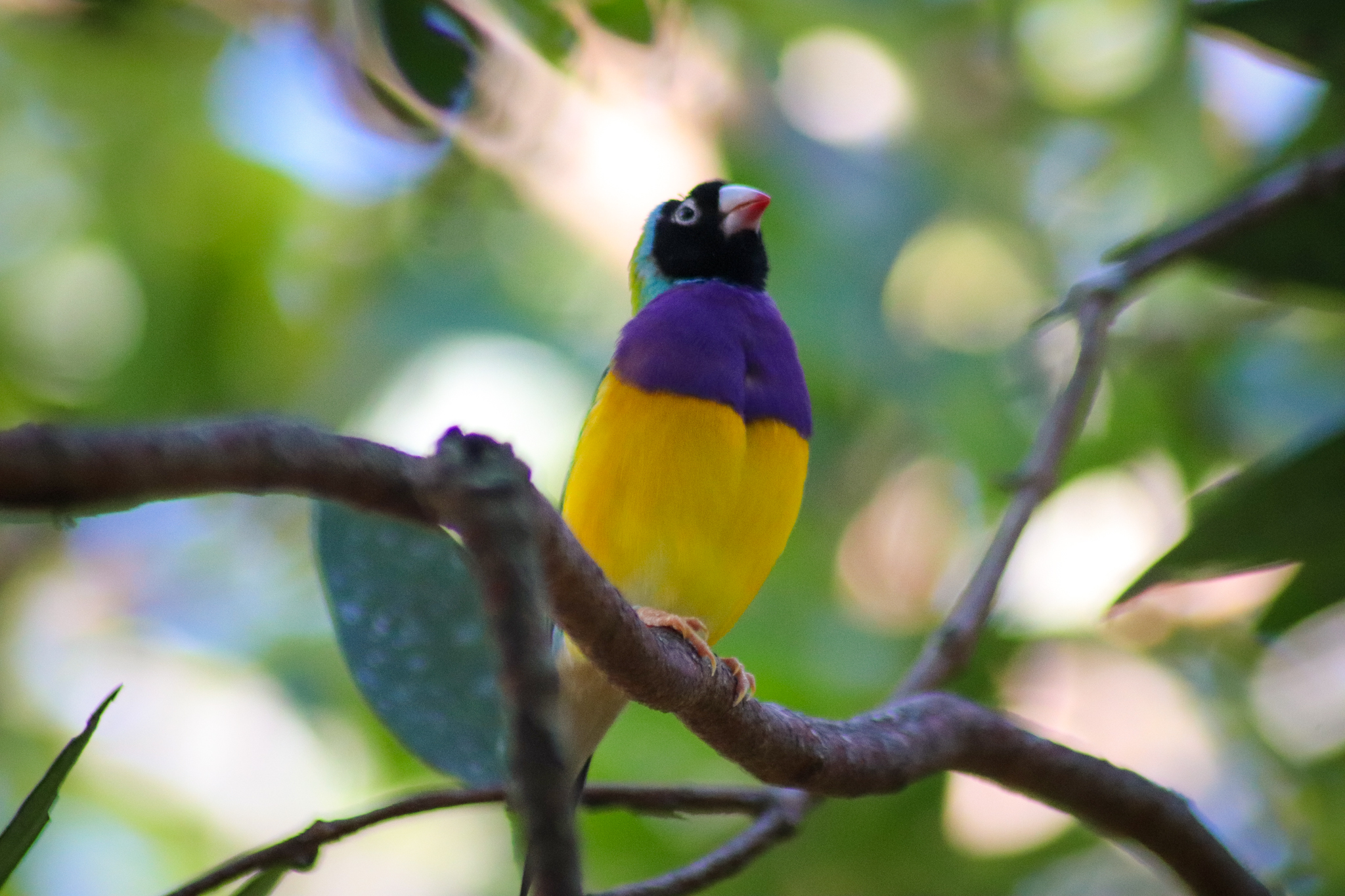 Gouldian Finch (Erythrura gouldiae)