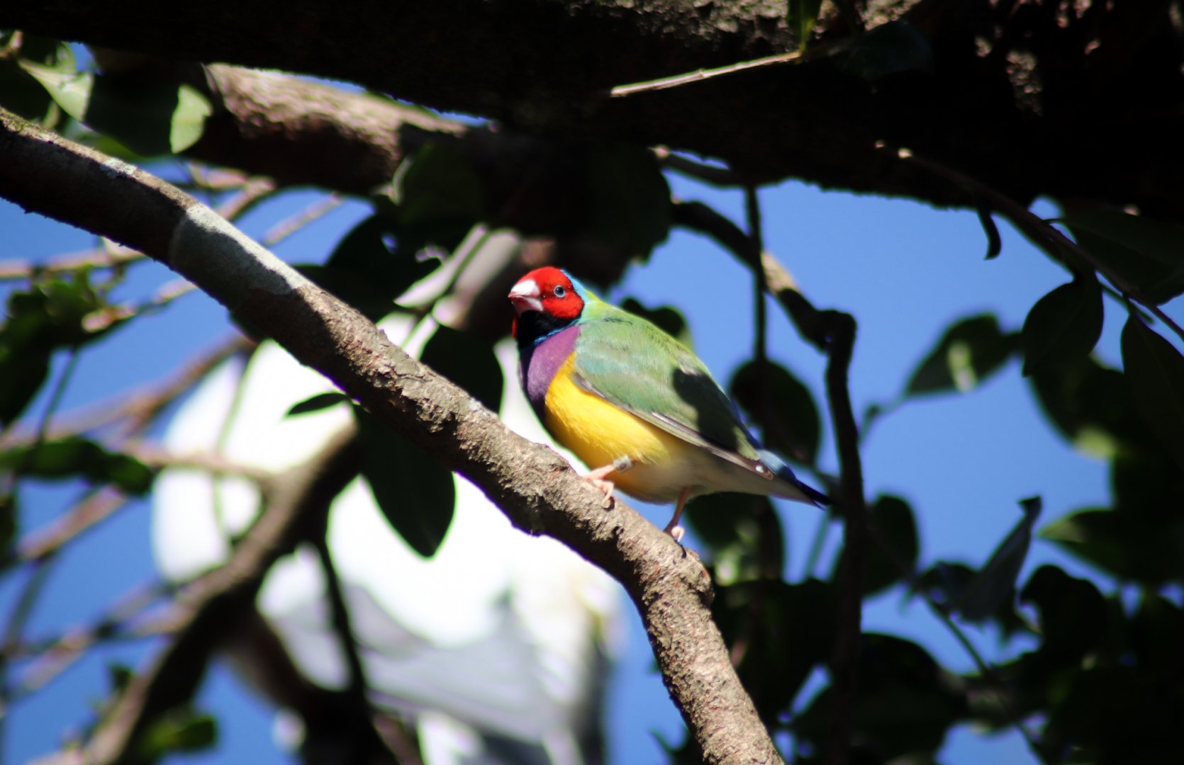 Gouldian Finch (Erythrura gouldiae)