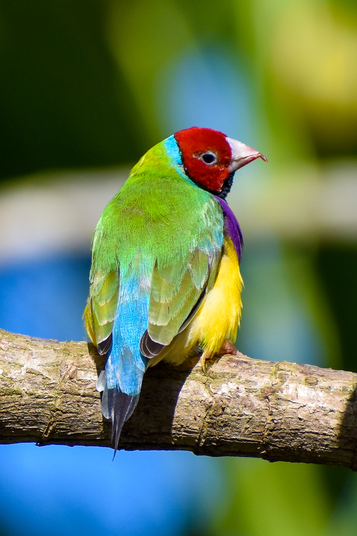 Gouldian Finch (Erythrura gouldiae)