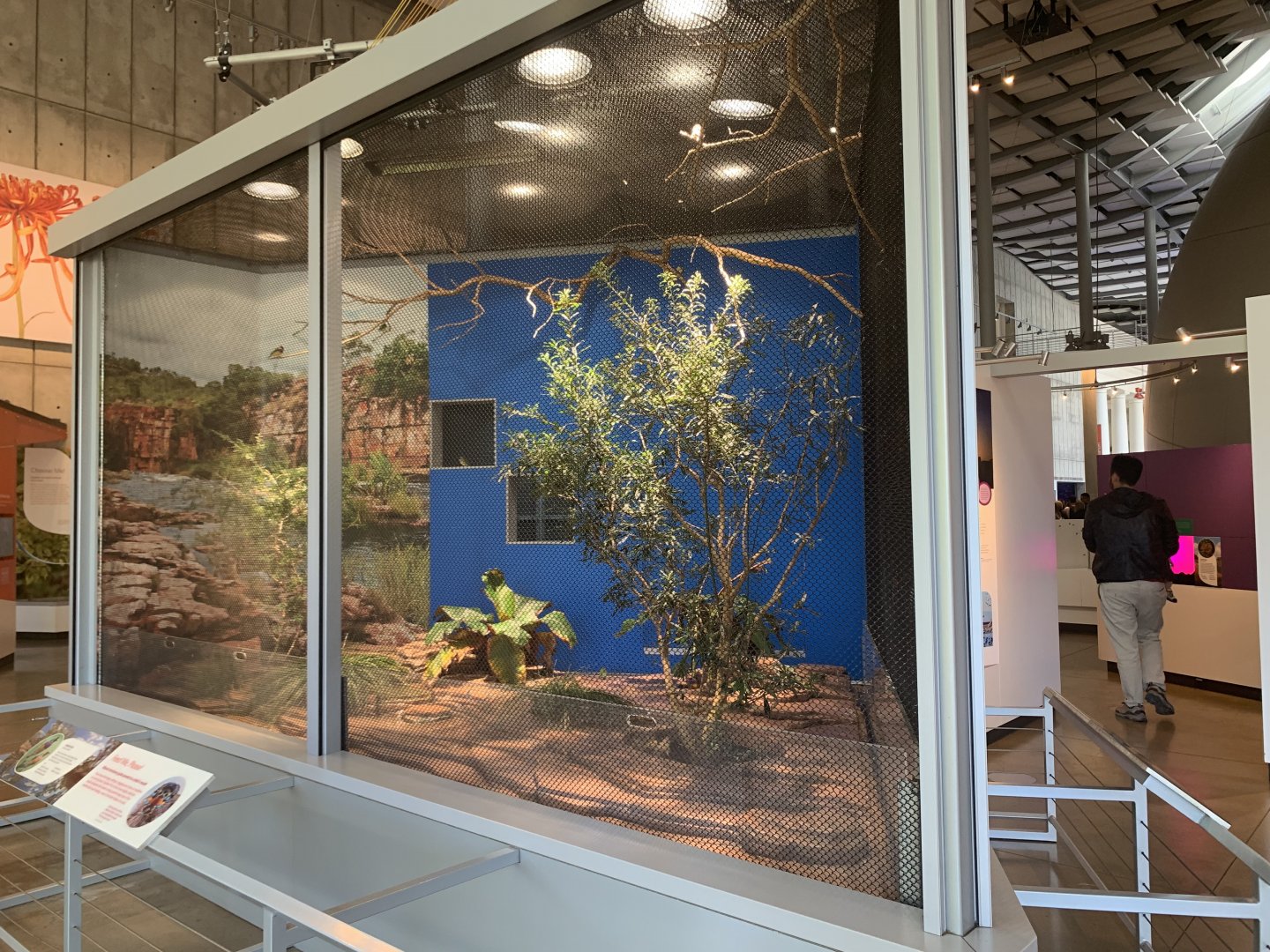 Gouldian finch exhibit - Life of Color