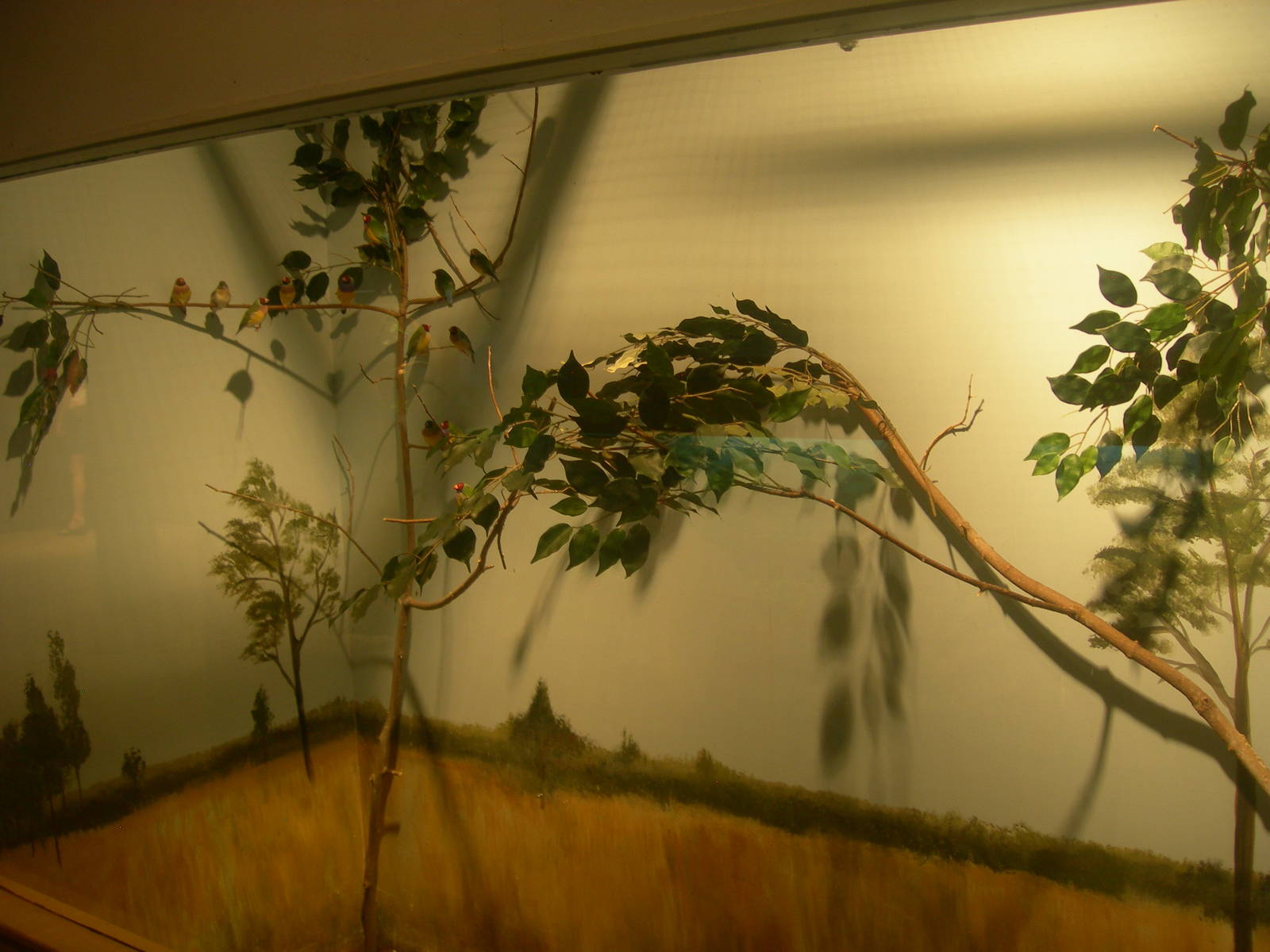 Gouldian Finch Exhibit