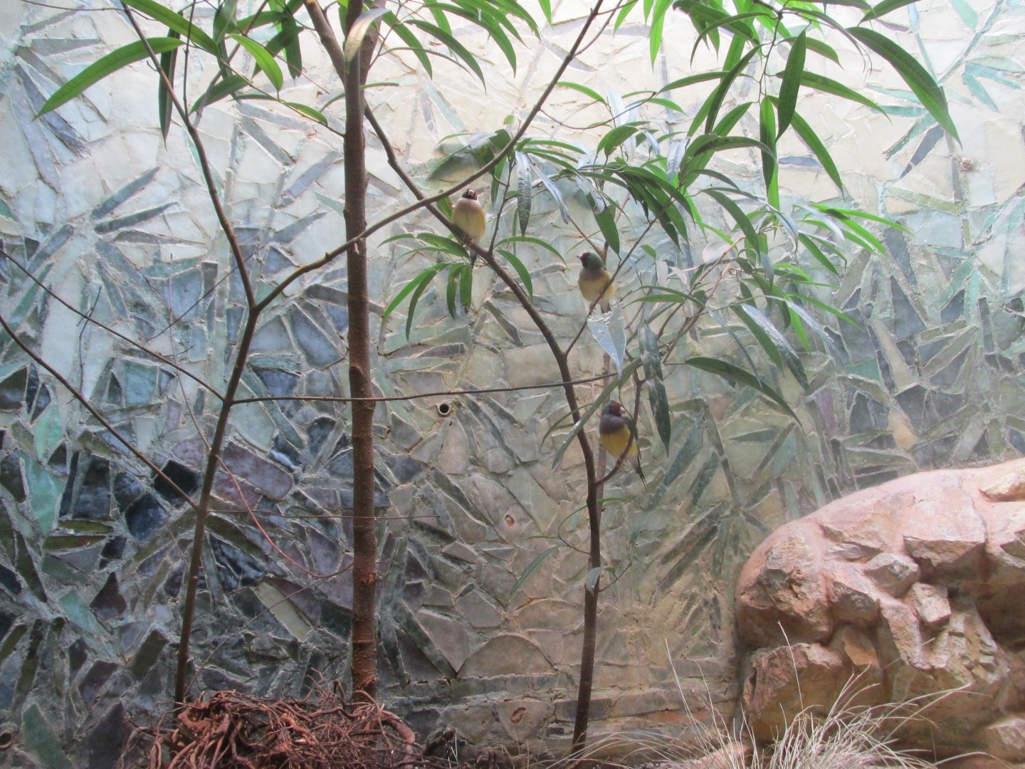 gouldian finch exhibit