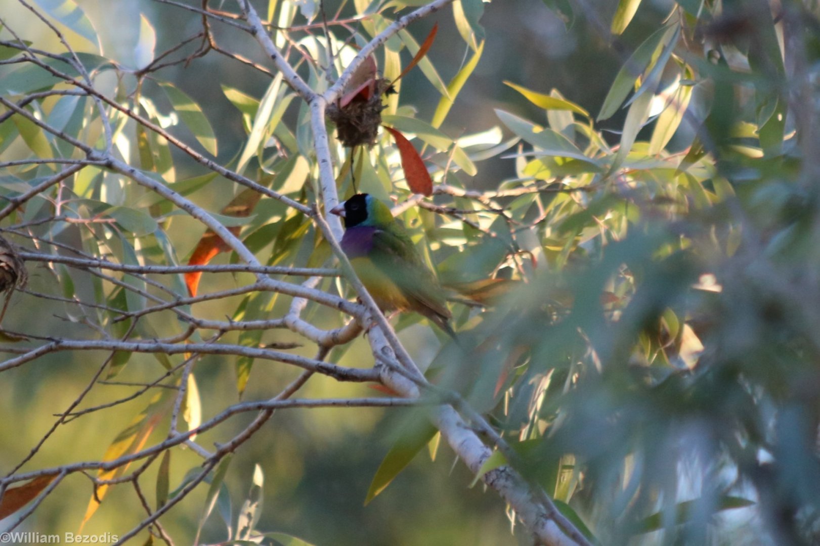 Gouldian Finch - Fergusson River