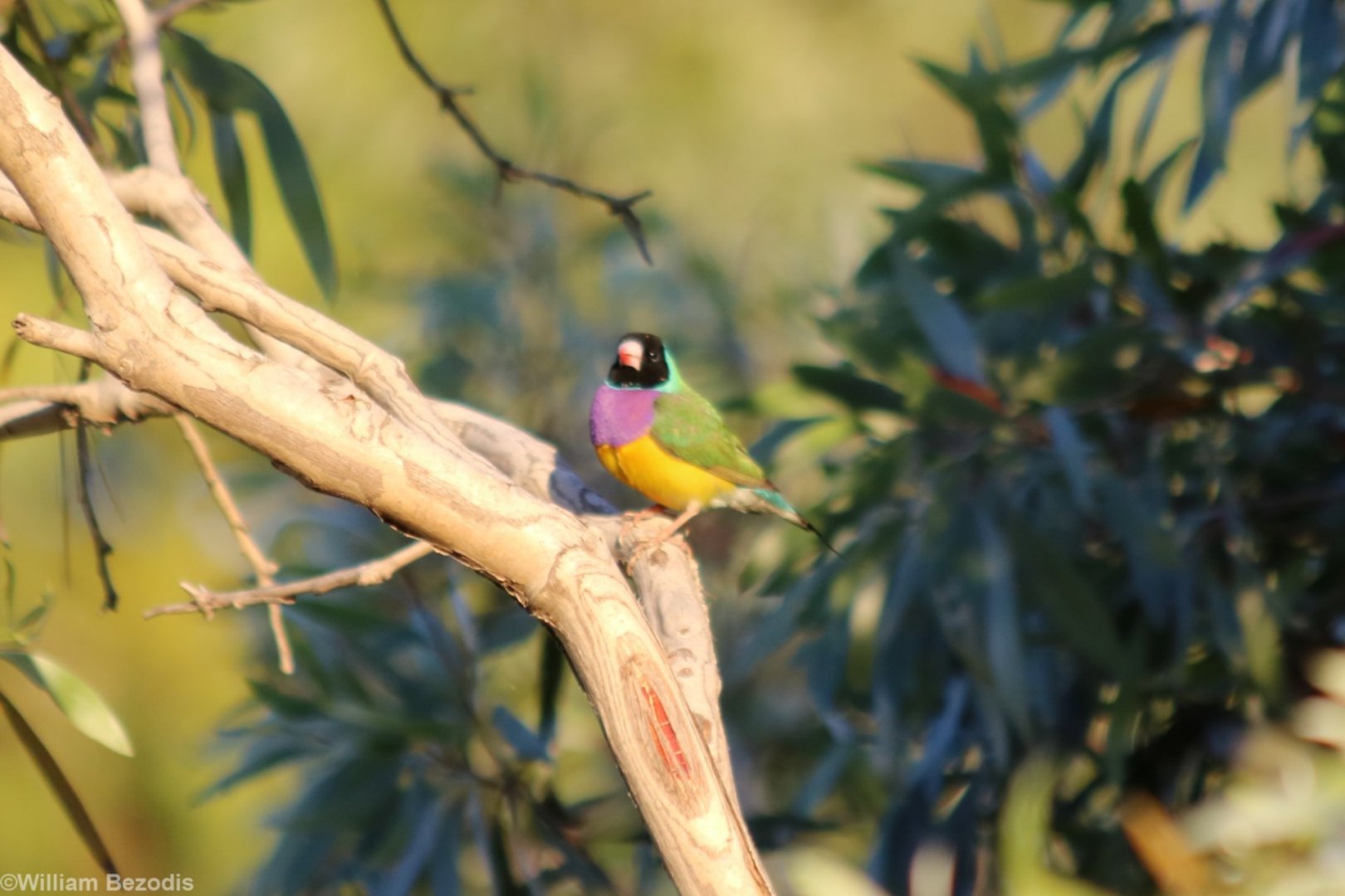 Gouldian Finch - Fergusson River