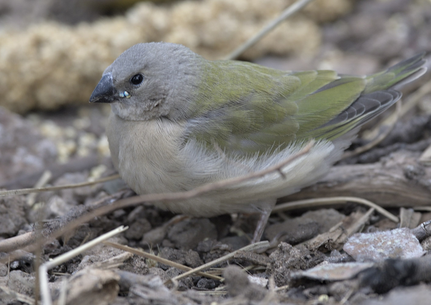 Gouldian finch fledgeling