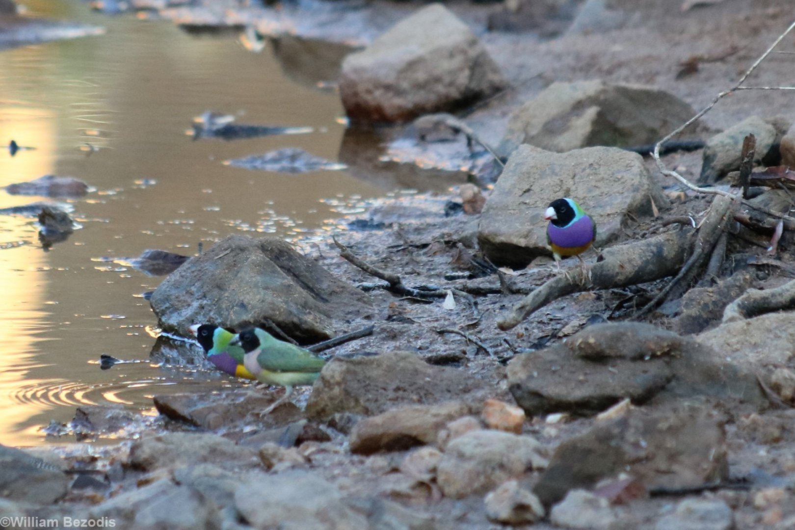 Gouldian Finch Group - Fergusson River