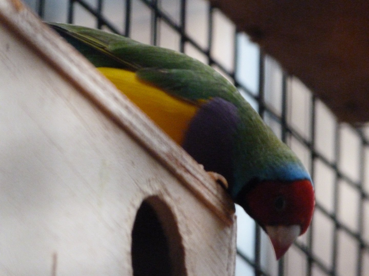 Gouldian finch -Zoologischer Garten Berlin (2024)
