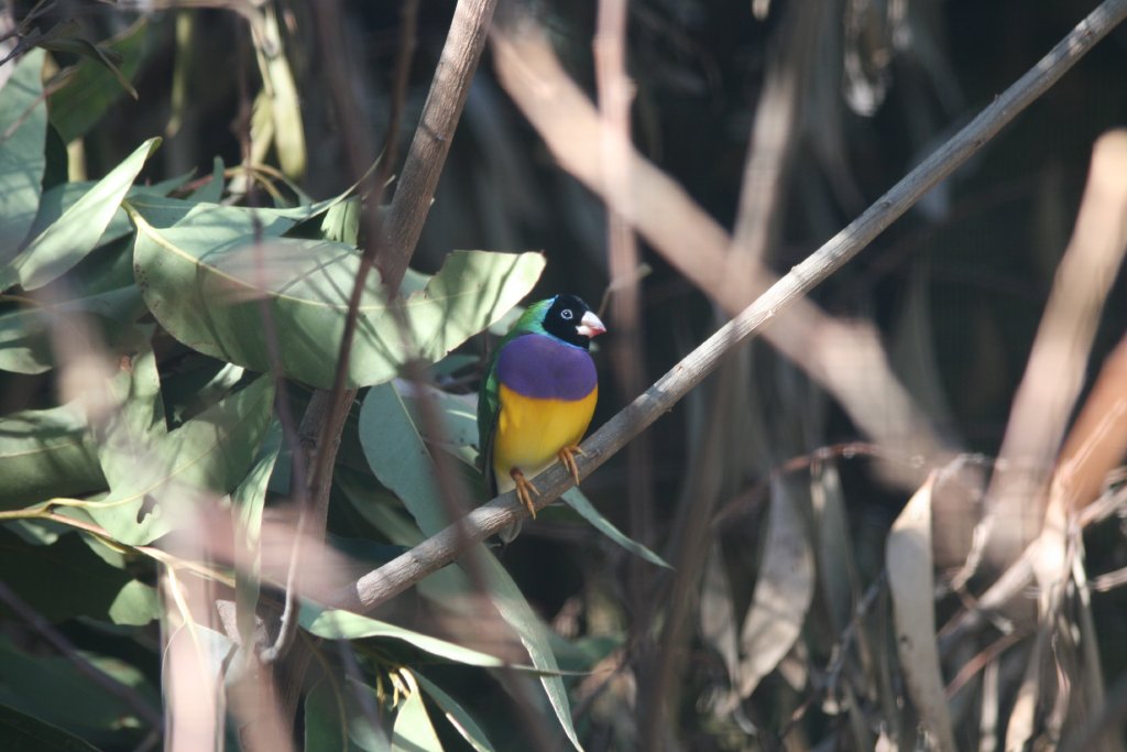 Gouldian Finch