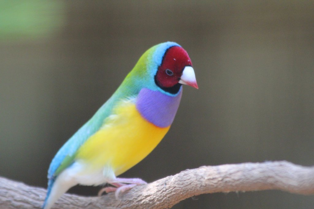 Gouldian Finch