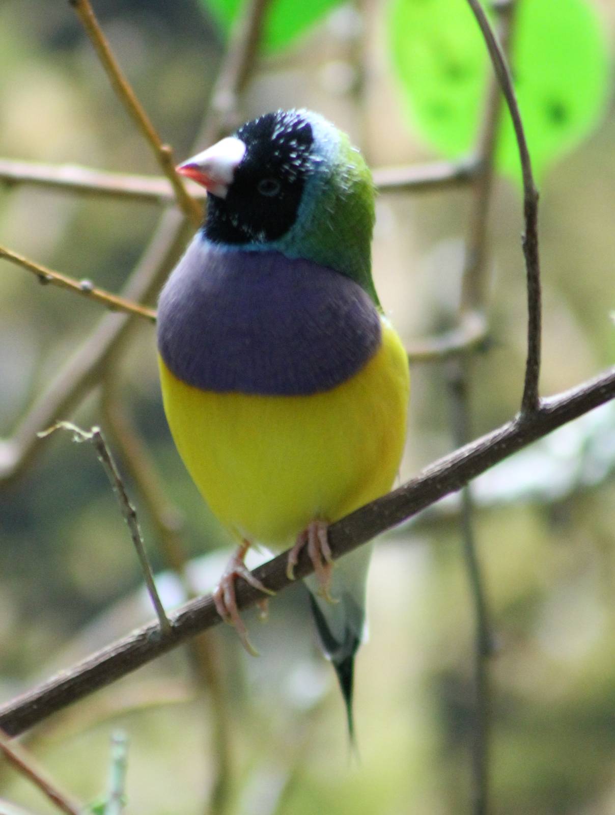 Gouldian finch