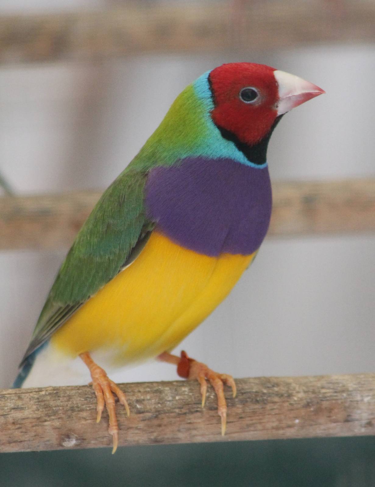 Gouldian finch