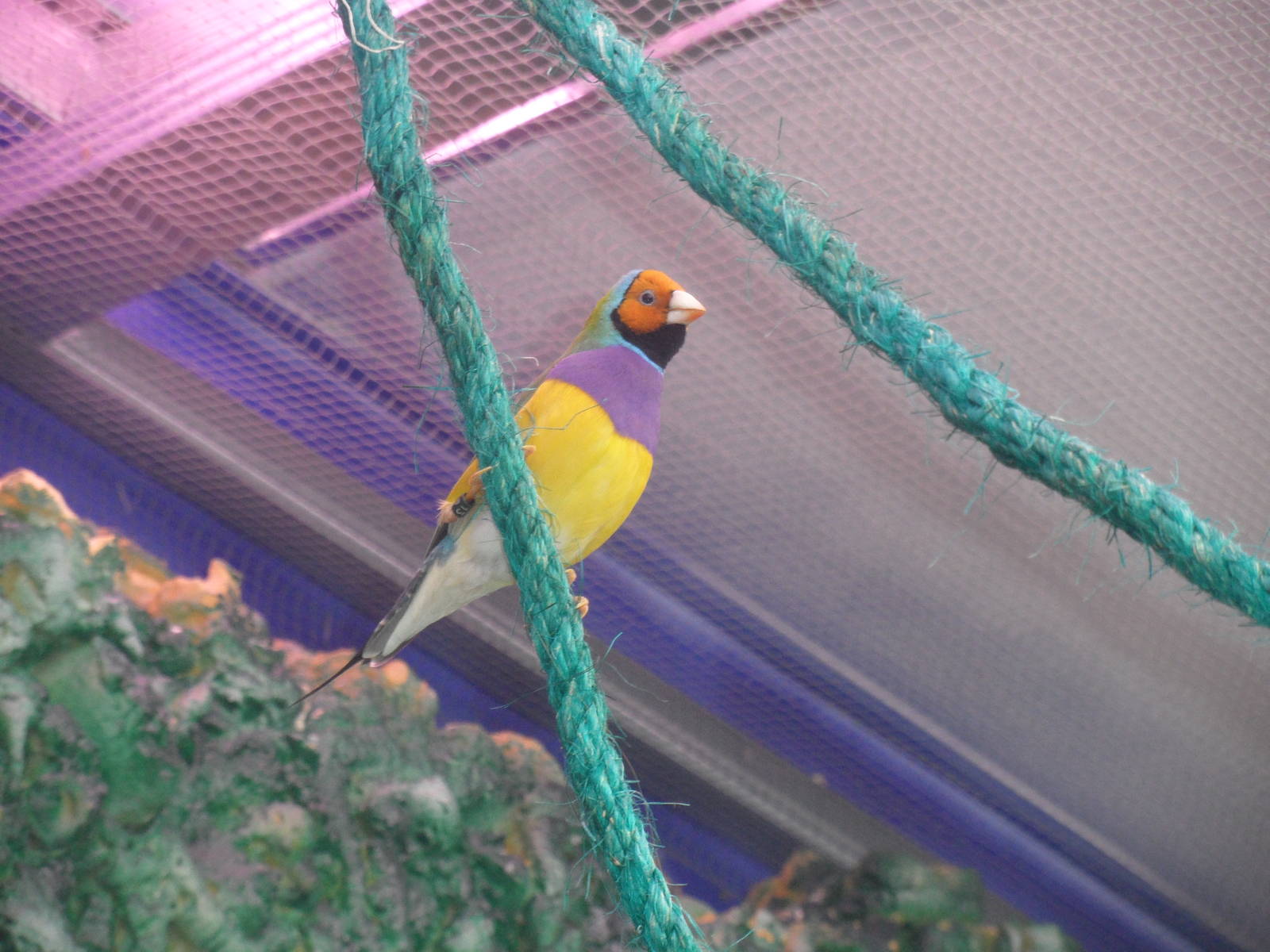 Gouldian finch