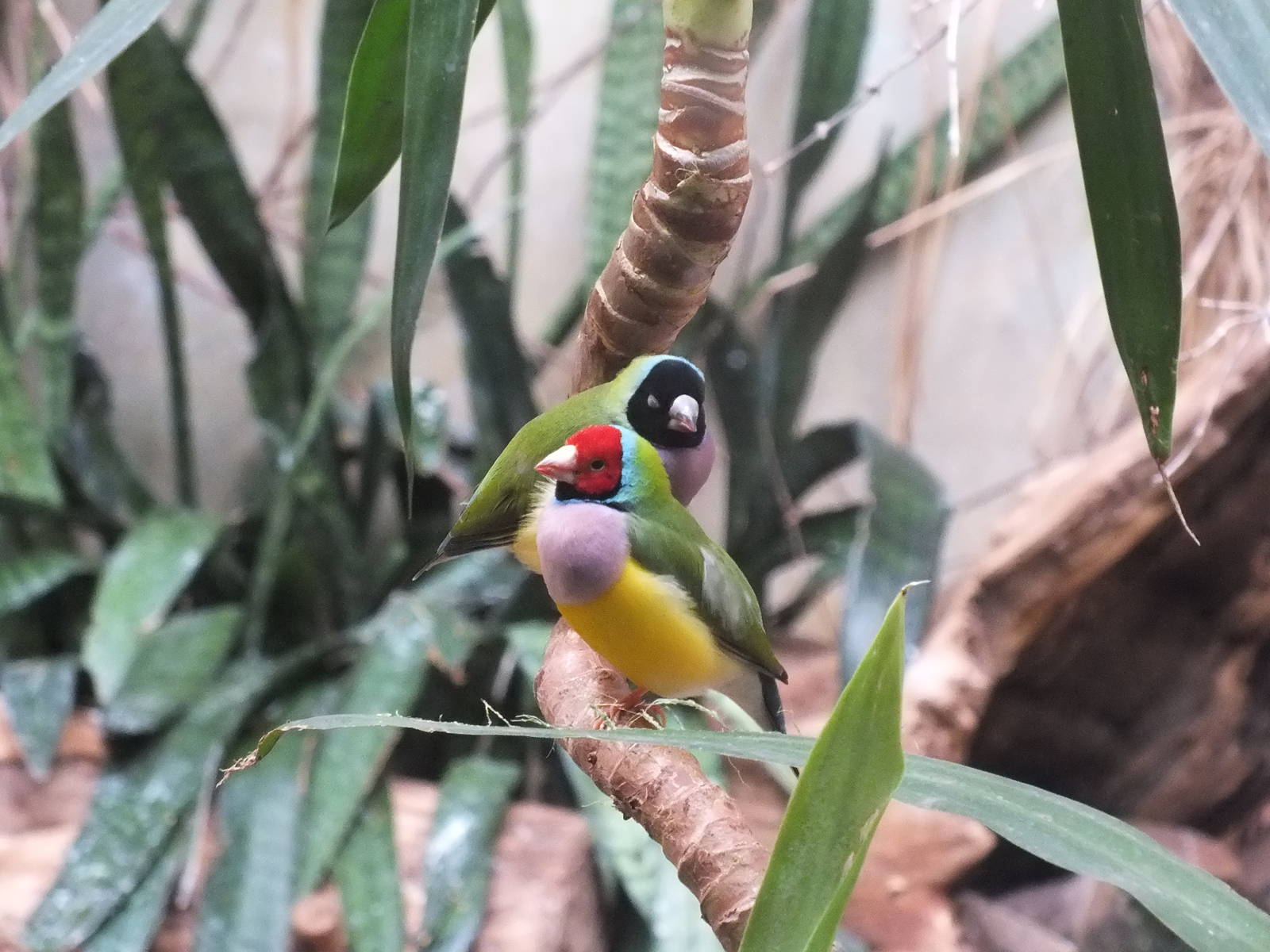 Gouldian Finch