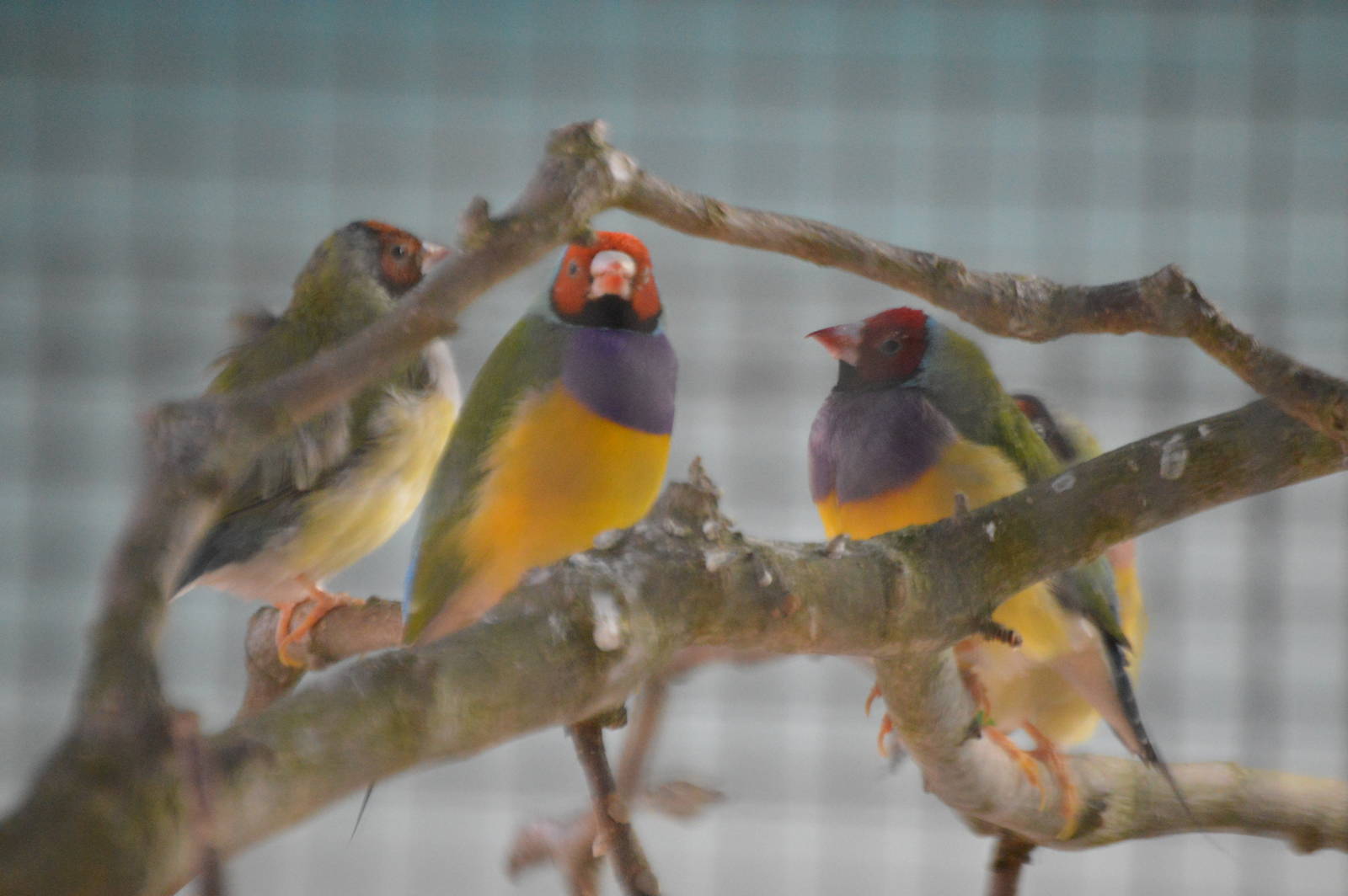 Gouldian Finch
