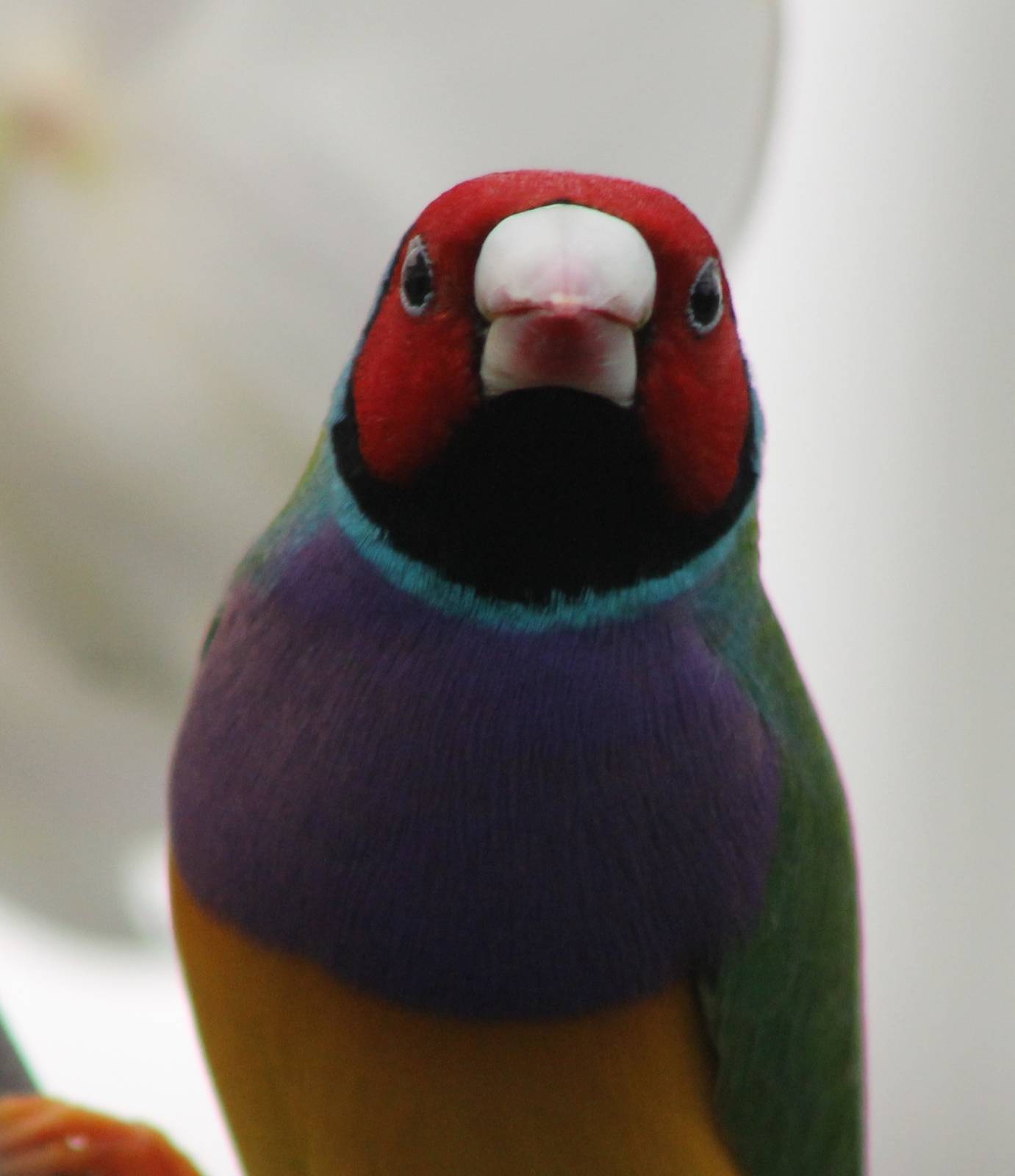 Gouldian finch