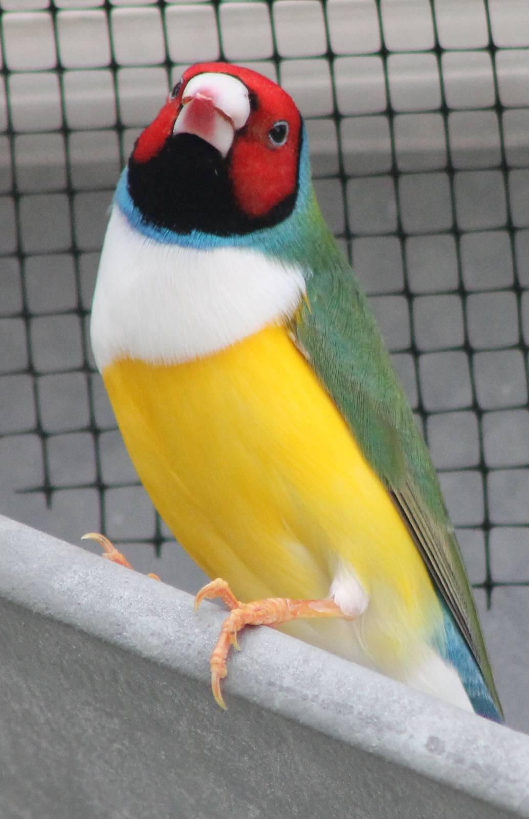 Gouldian finch