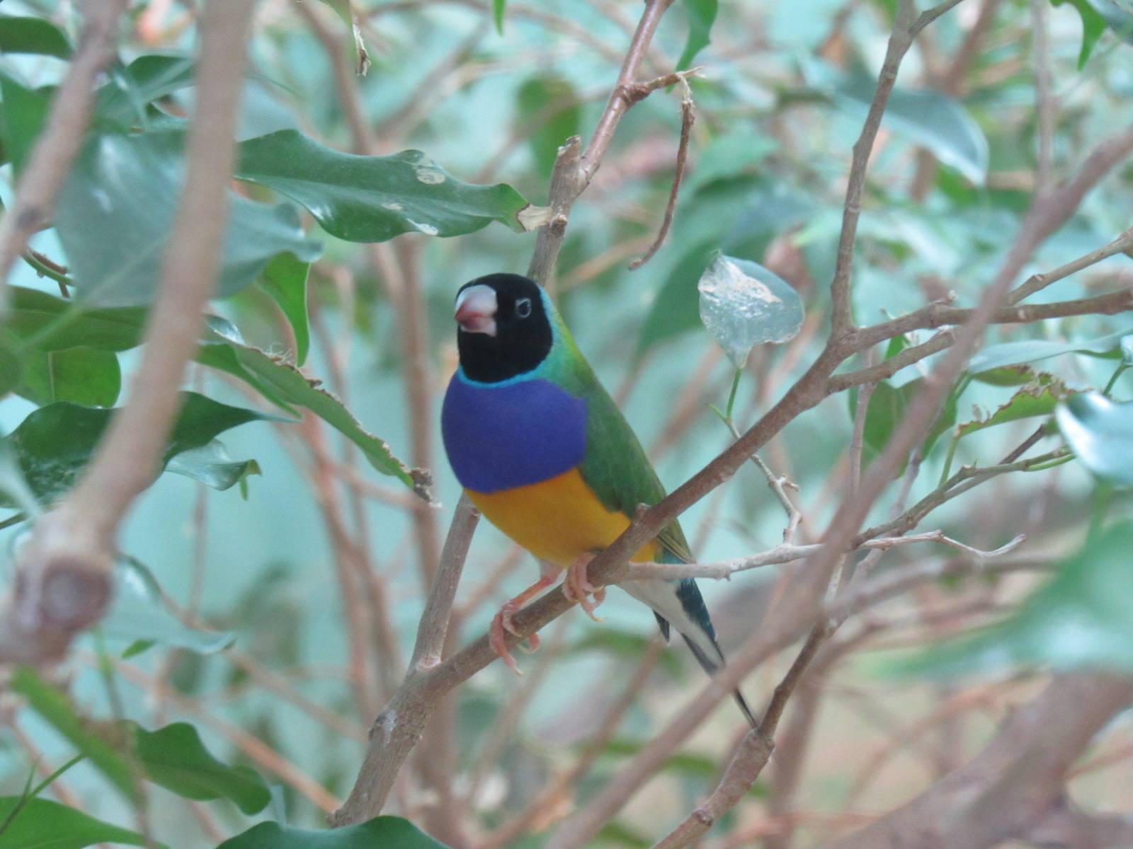 Gouldian Finch