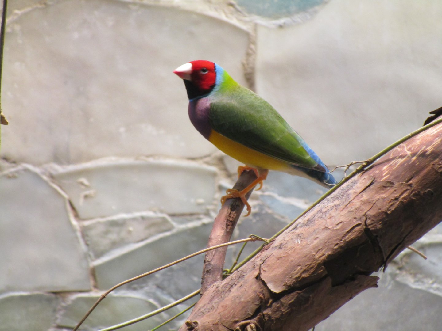 Gouldian Finch
