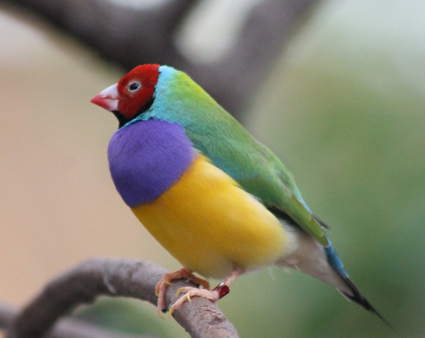 Gouldian finch
