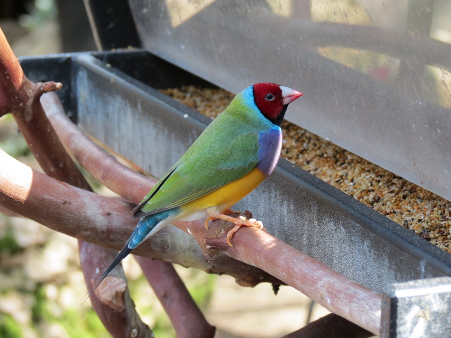 Gouldian Finch