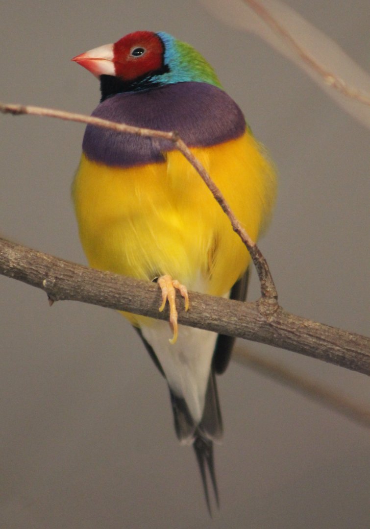 Gouldian finch