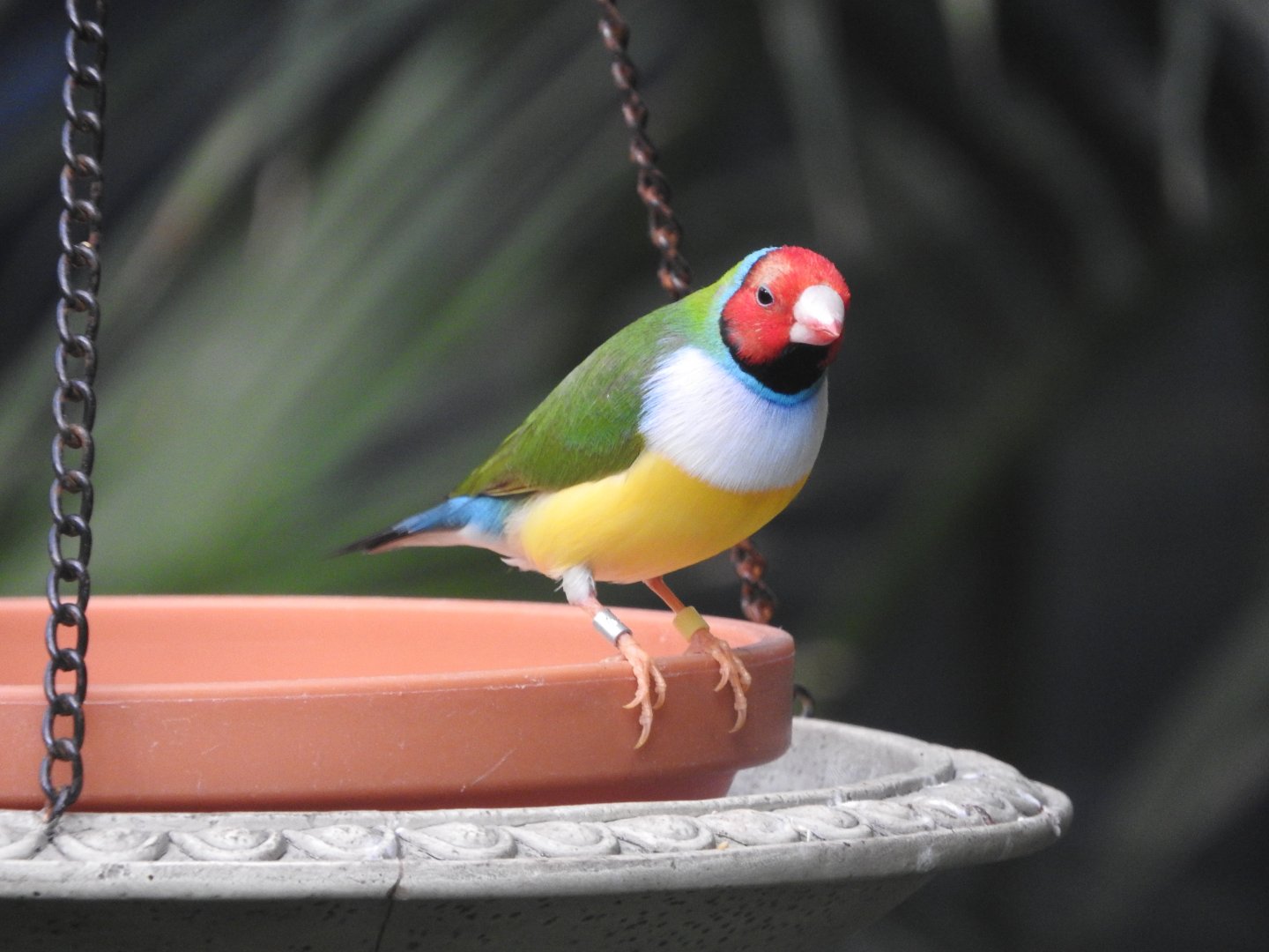 Gouldian Finch