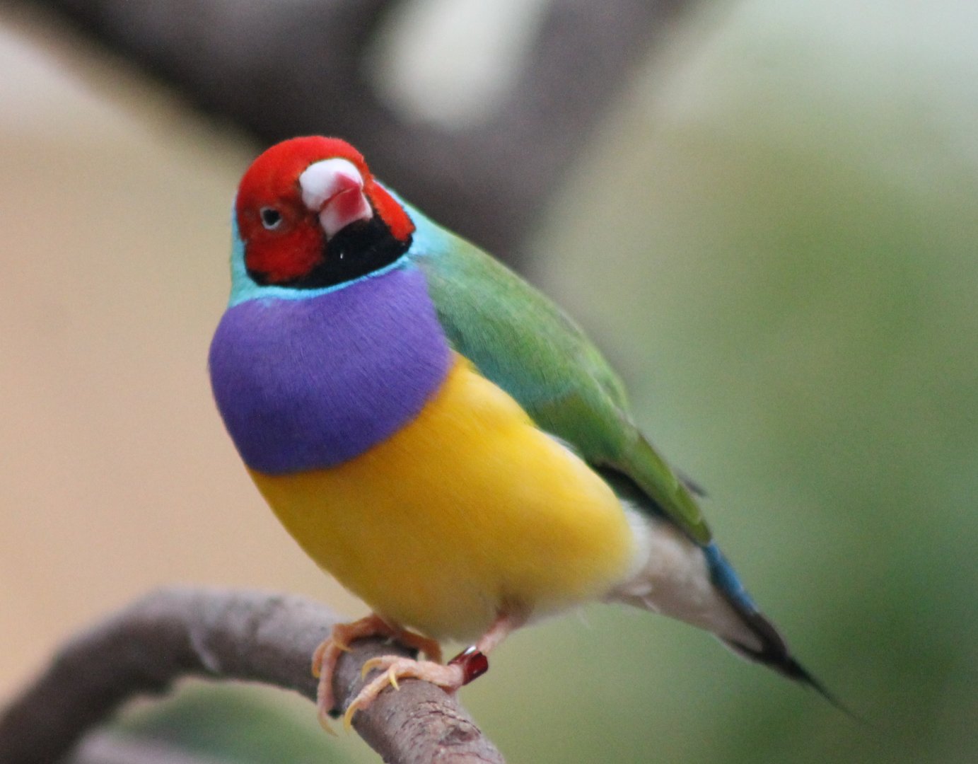 Gouldian finch