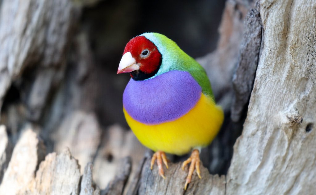 Gouldian Finch