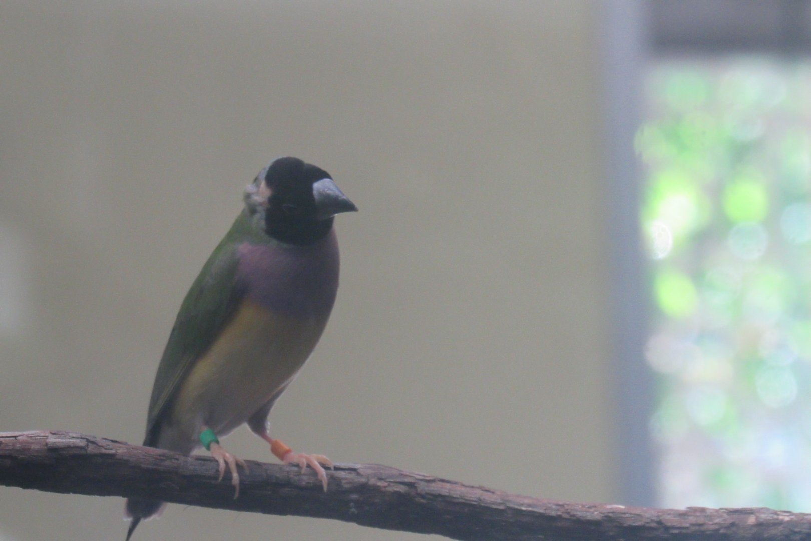 gouldian finch