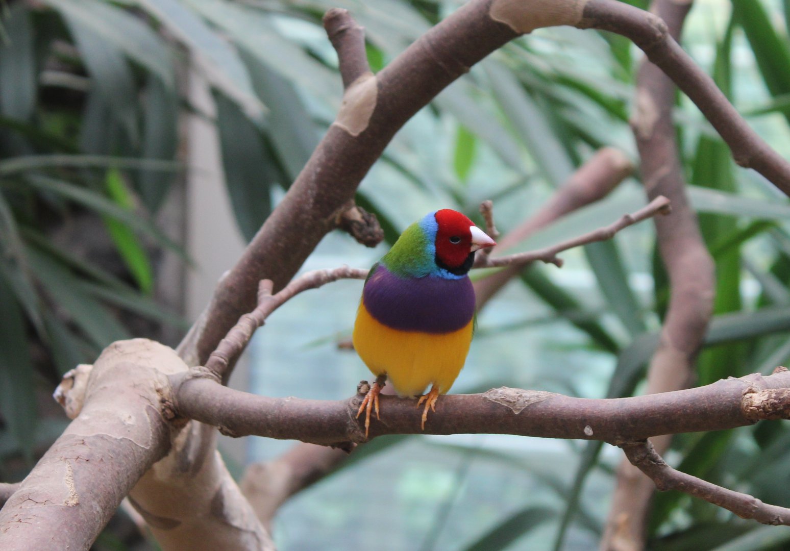 Gouldian finch