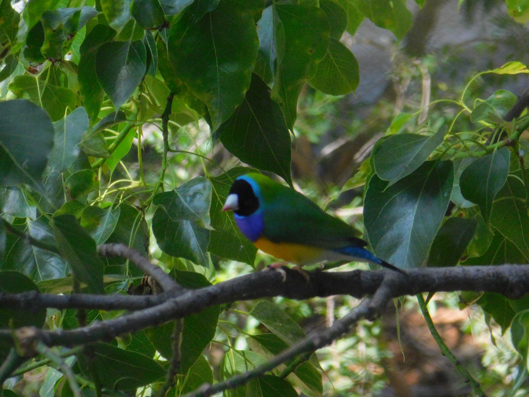 Gouldian Finch