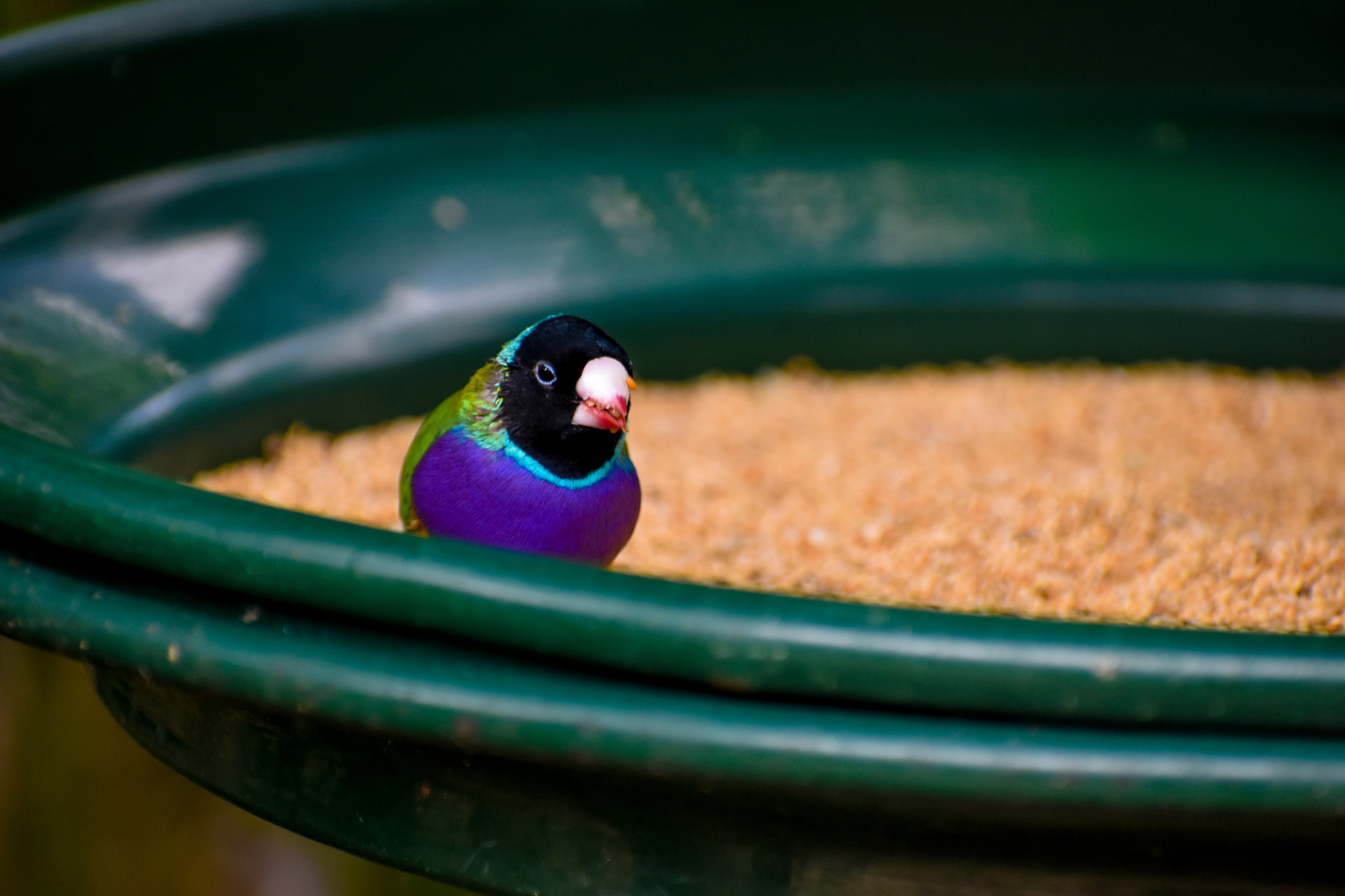 Gouldian Finch