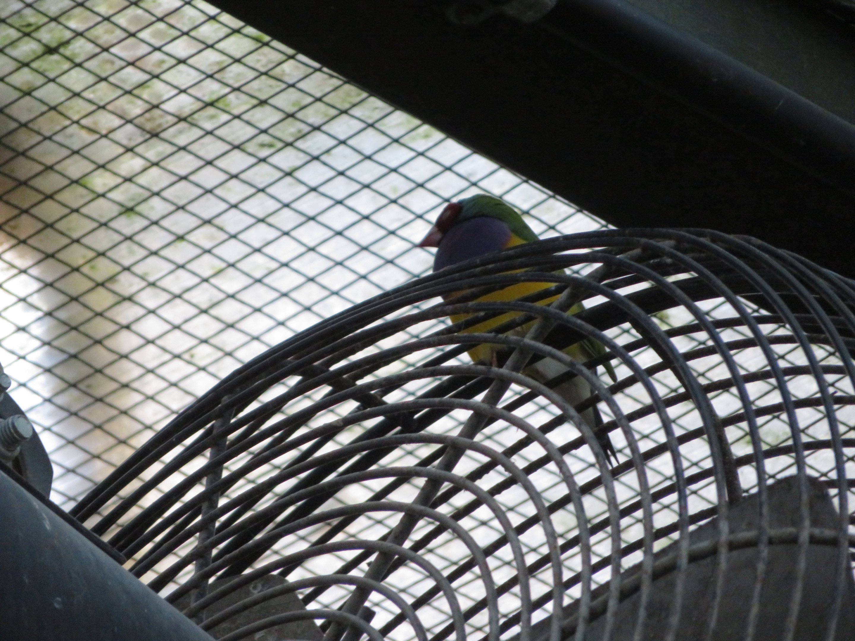 Gouldian Finch