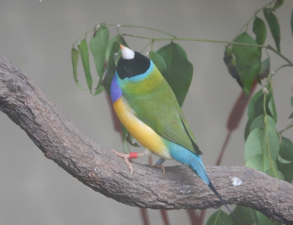 Gouldian Finch