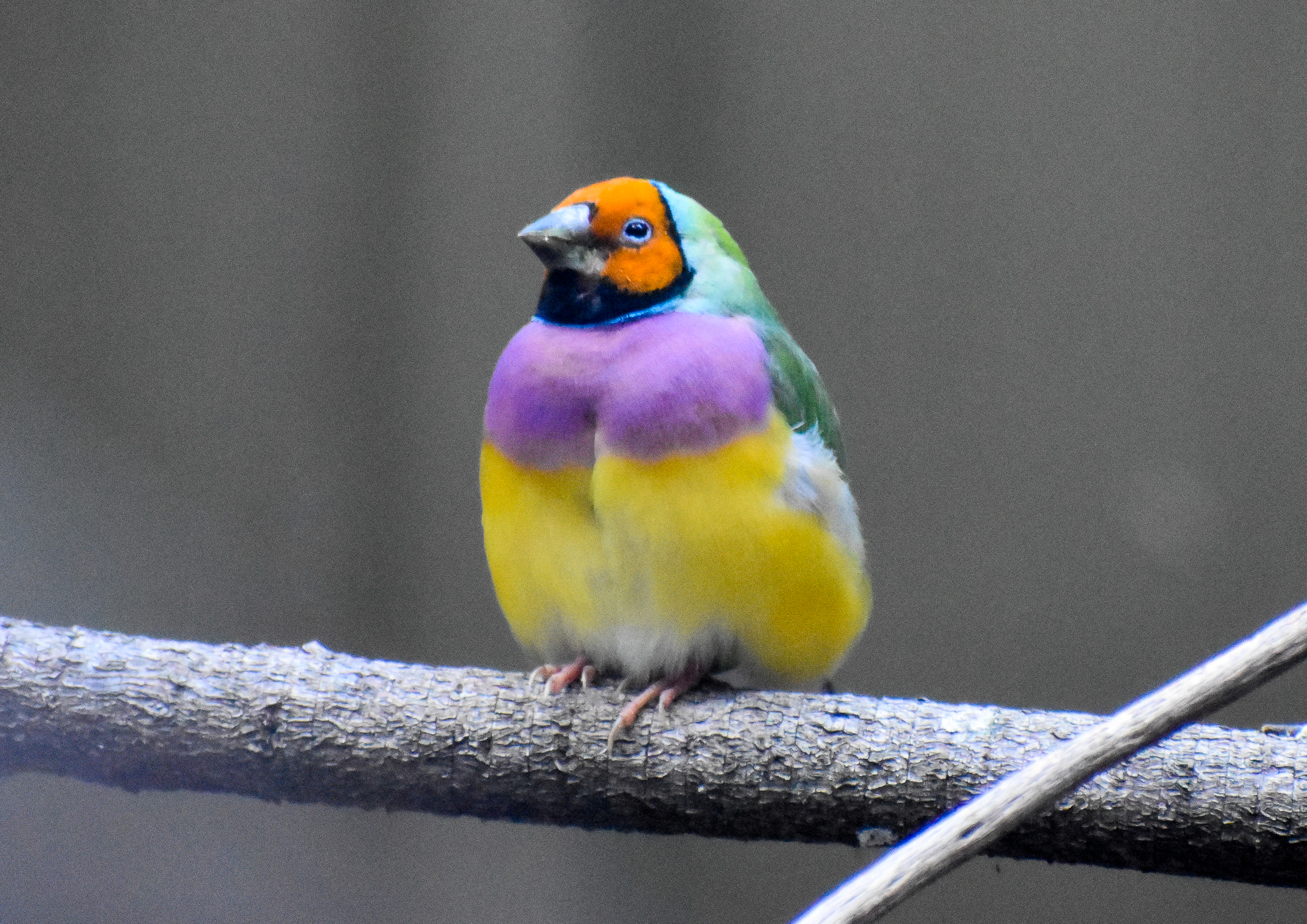 Gouldian Finch