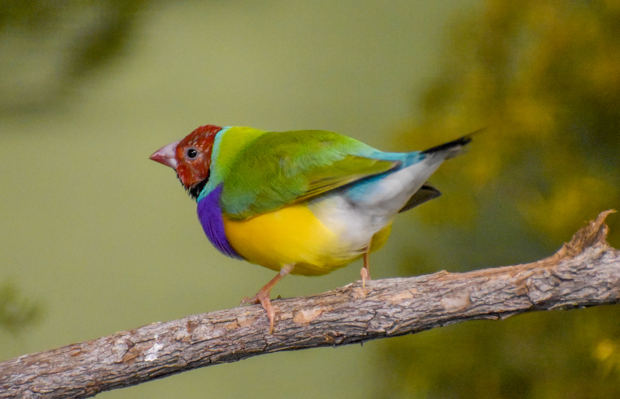 Gouldian Finch