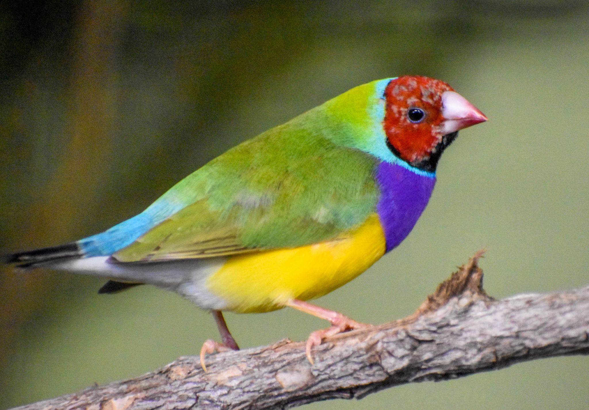 Gouldian Finch