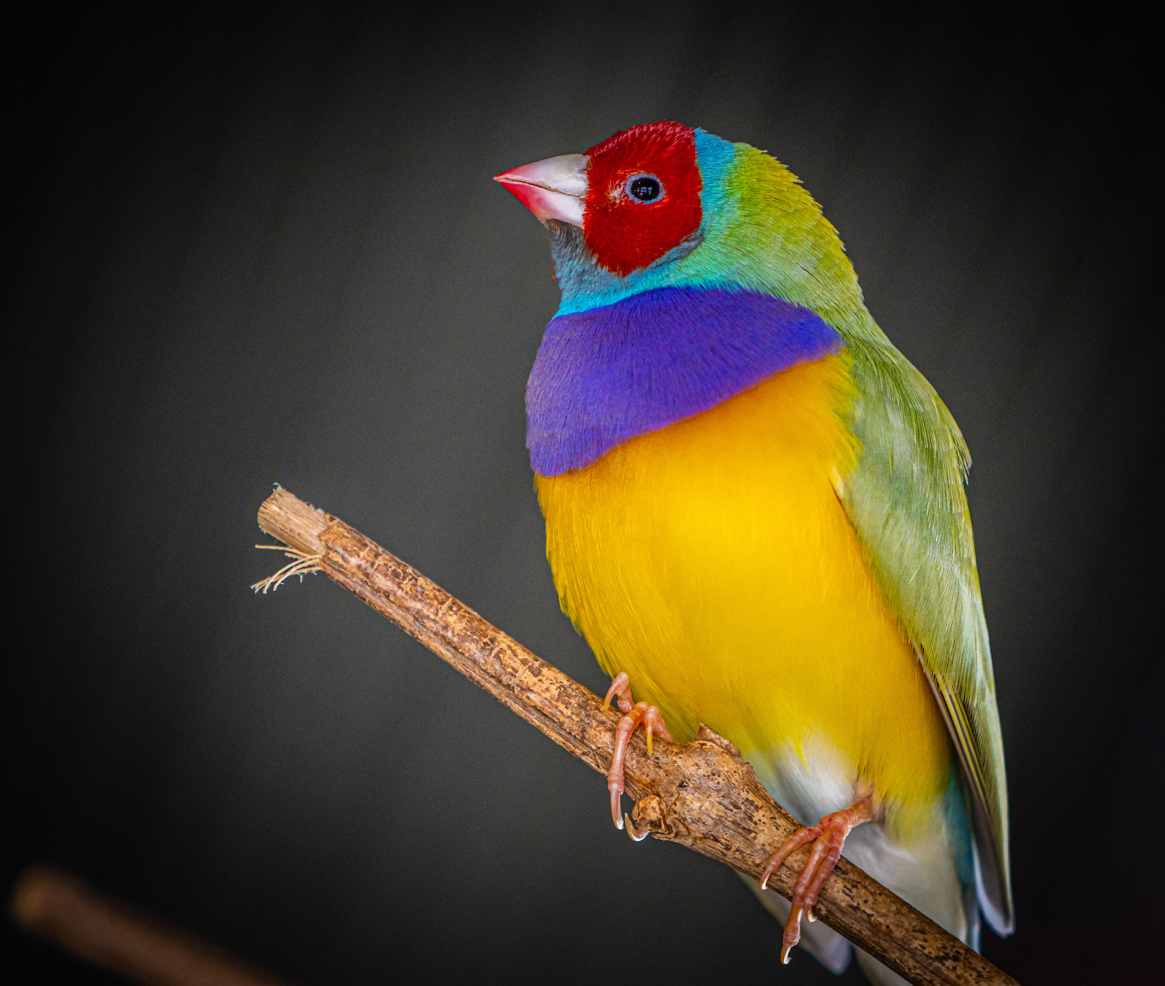 Gouldian Finch