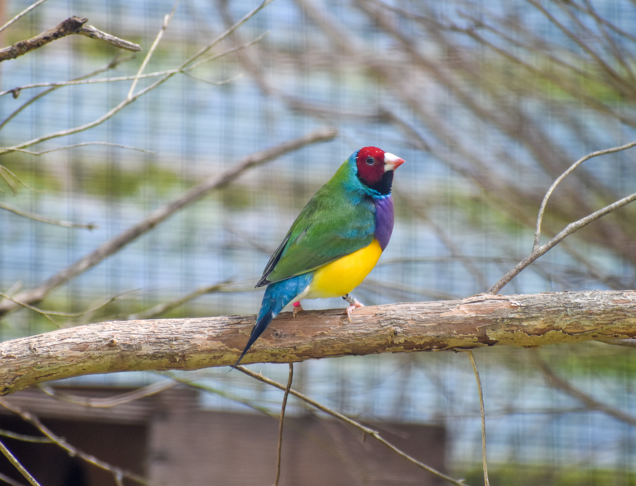 Gouldian Finch