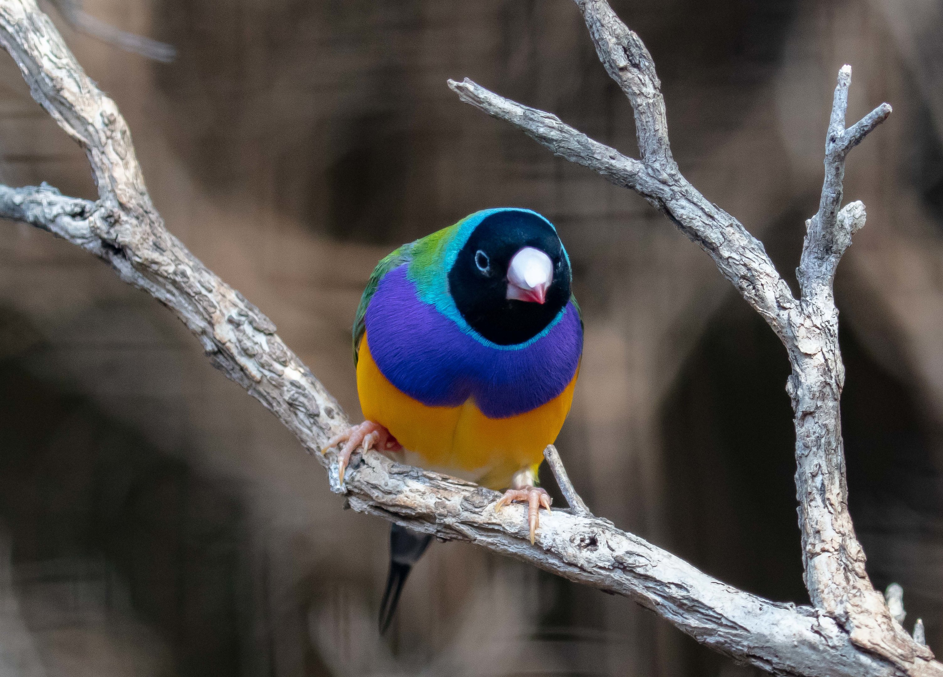 Gouldian Finch