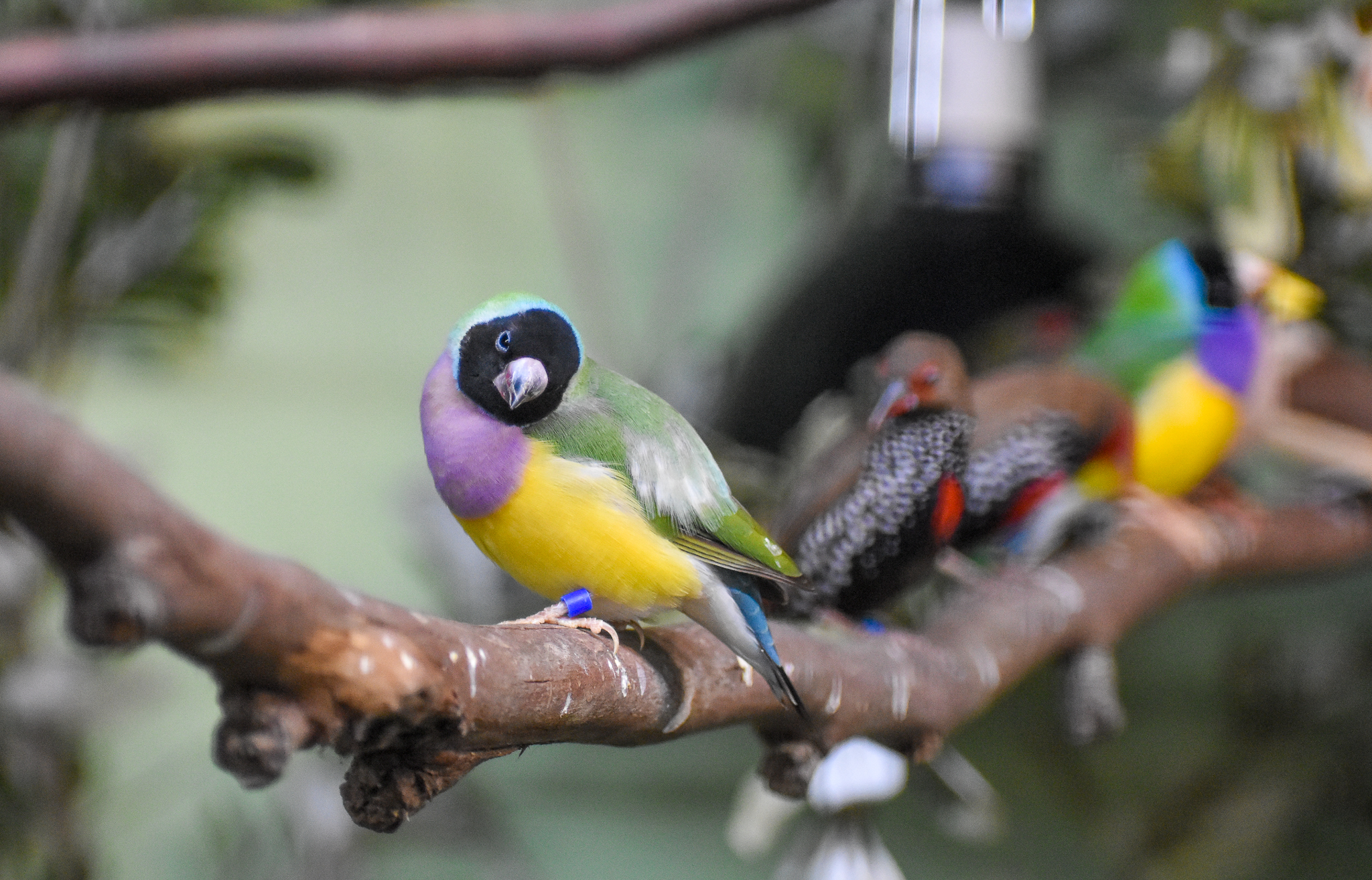 Gouldian Finch