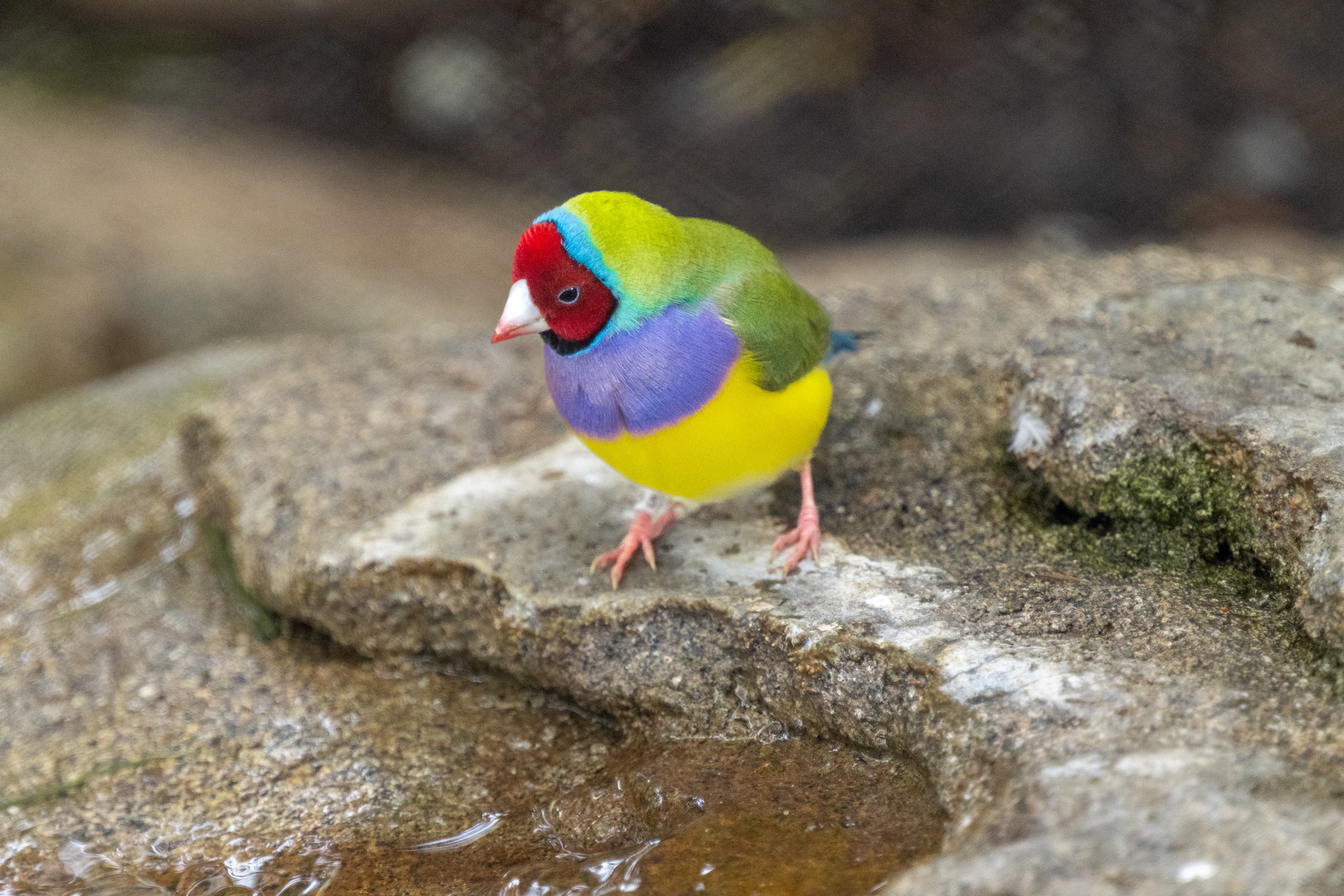 Gouldian Finch