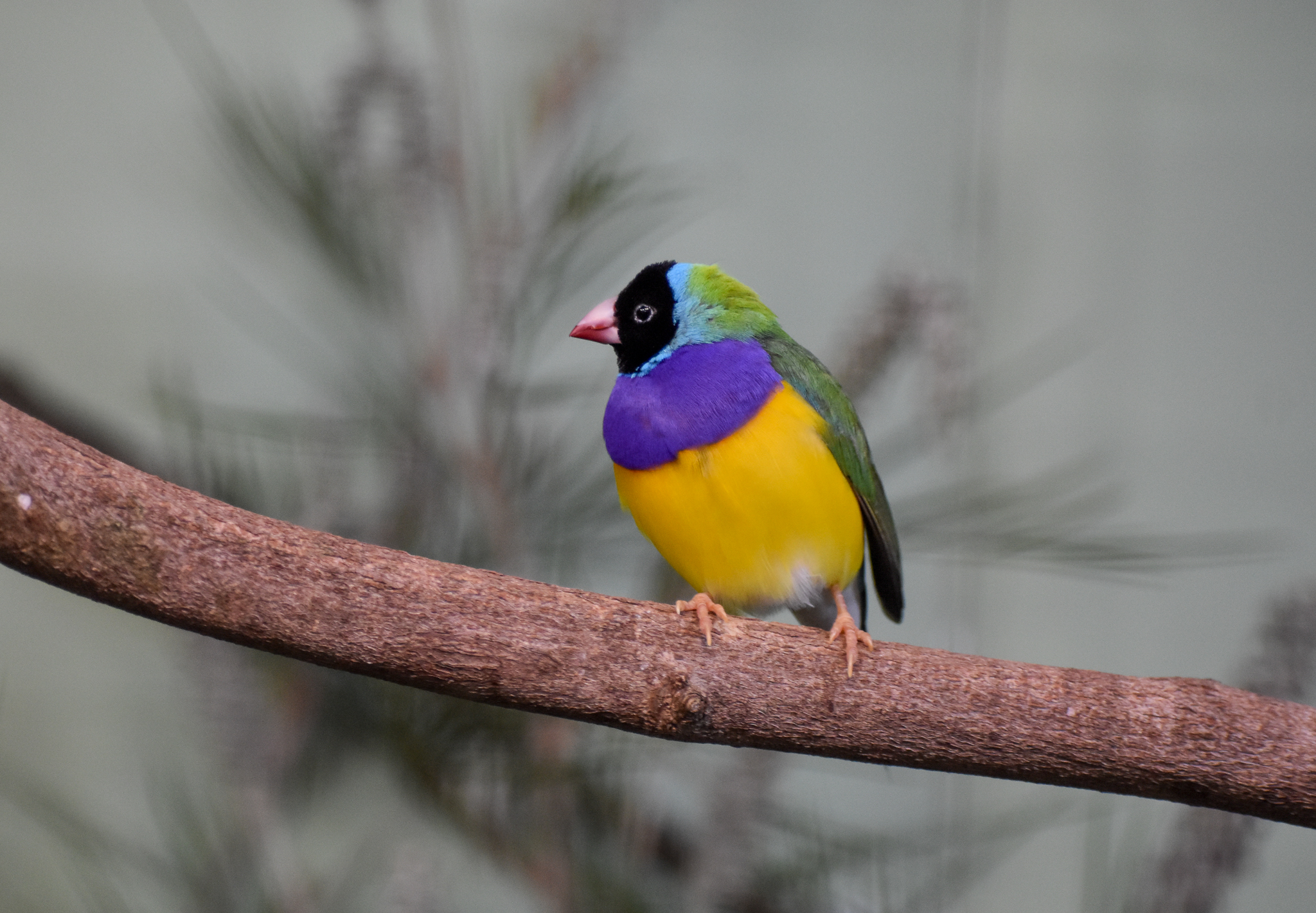 Gouldian Finch